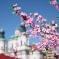 may (5)